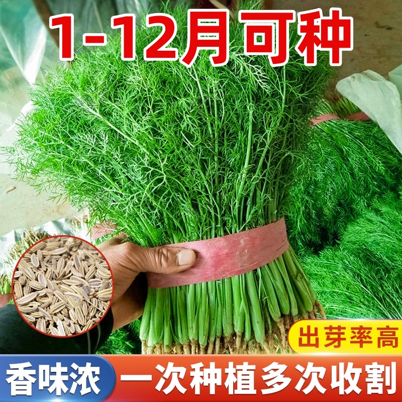 茴香菜种籽大全四季蔬菜种子孑苗高产室内外阳台盆栽割茬小茴香菜