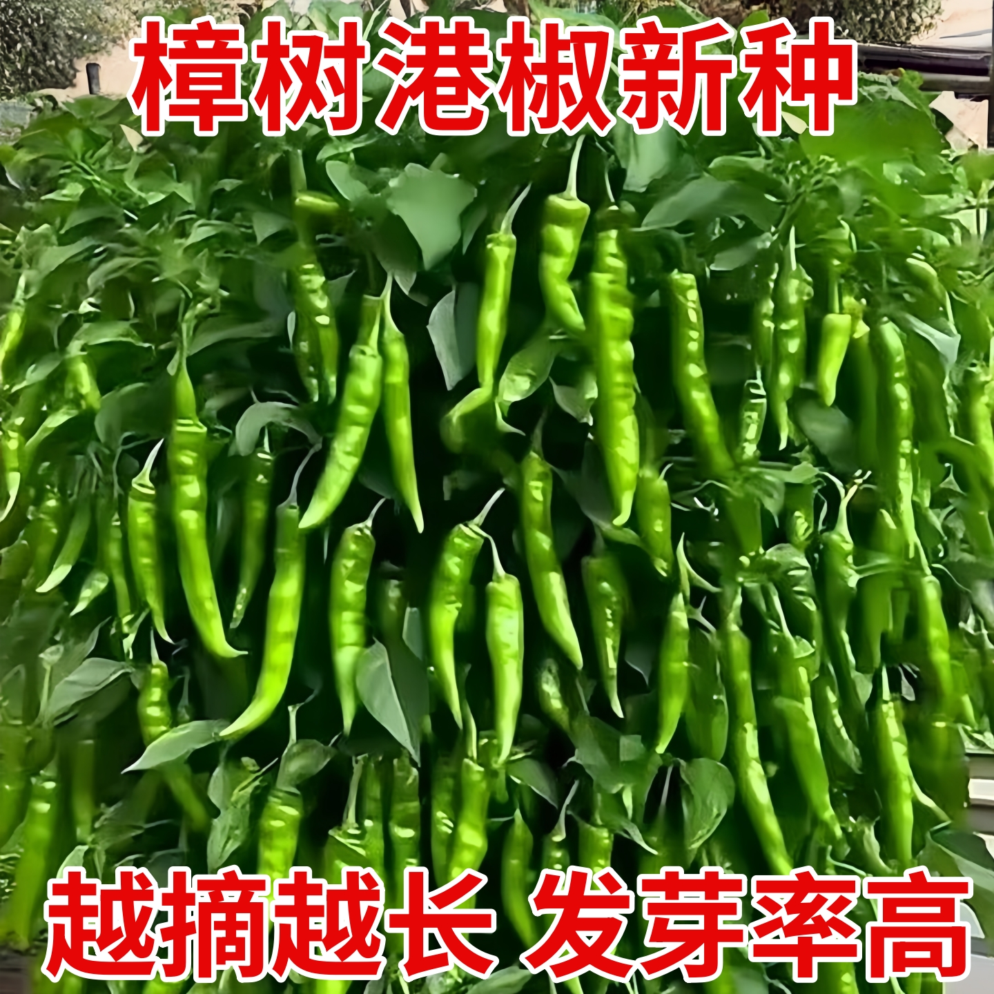 樟树港椒种籽樟树辣椒种子优质清香薄皮辣椒新种春秋四季播种蔬菜