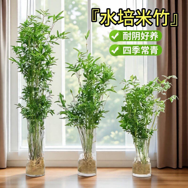 米竹水培植物懒人水培植物富贵竹耐寒绿办公室桌摆件盆景四季常青