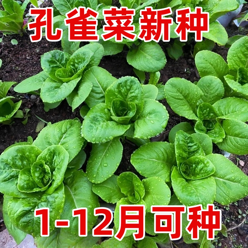 孔雀菜种子四季阳台盆栽生吃脆甜高营养直立生菜沙拉菜蔬菜种籽