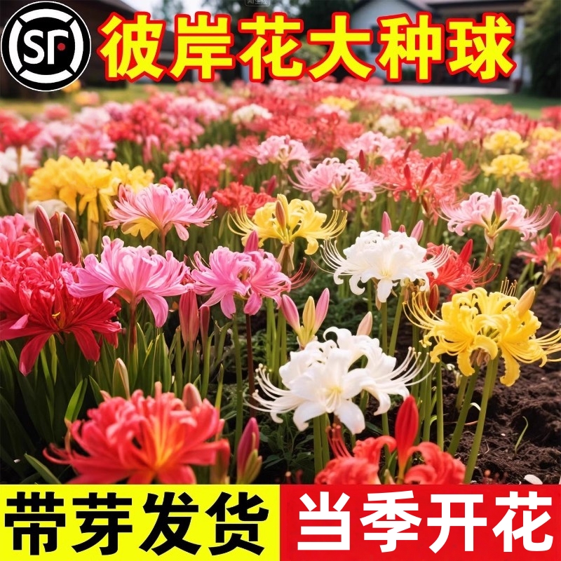 彼岸花种球室内盆栽曼珠沙华花红花石蒜球根花卉曼陀罗花植物绿植
