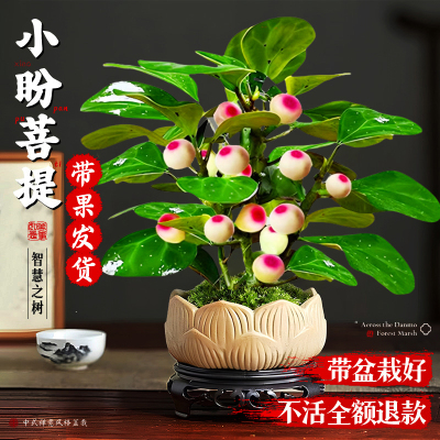菩提树盆栽小盼菩提盆景带果中式禅意桌面摆件室内创意好养绿植物