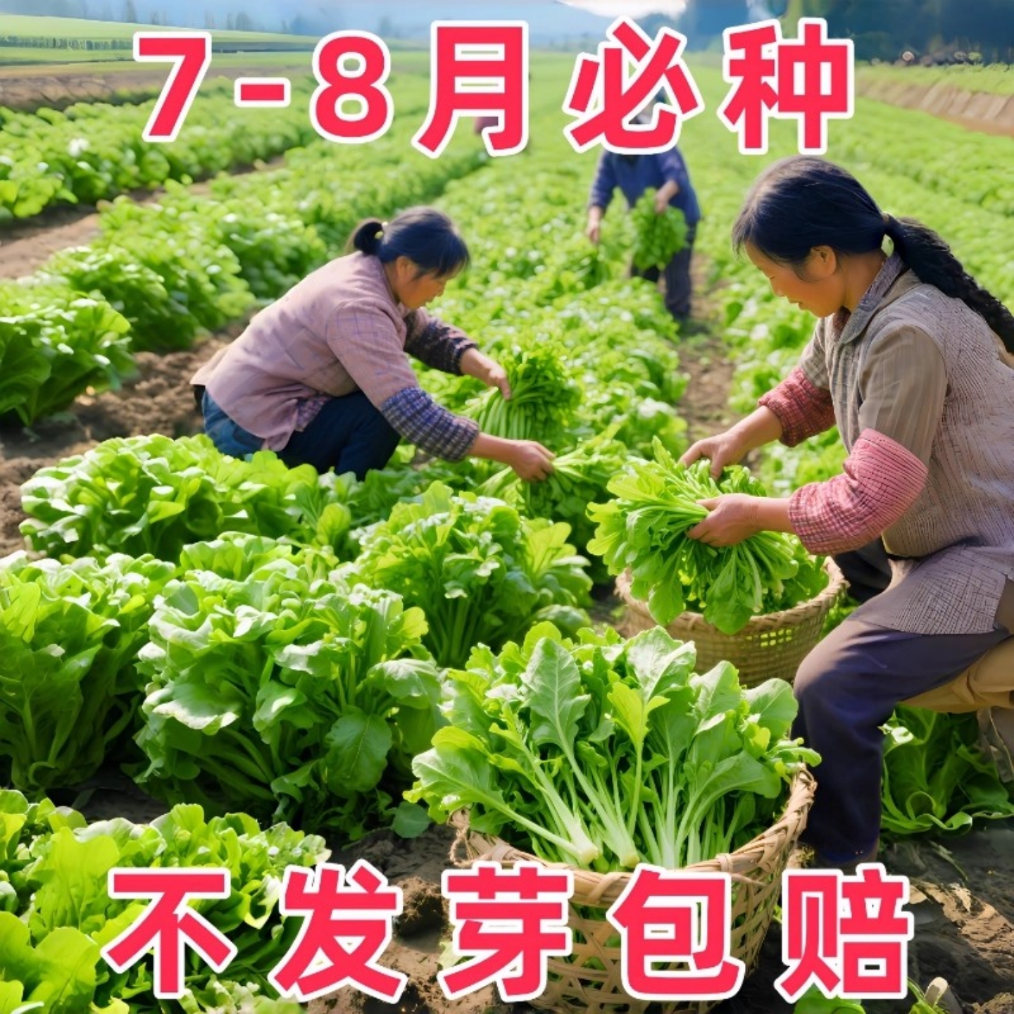 鸡毛菜菜籽种四季种植阳台庭院速生蔬菜大全小白菜上海青菜种籽子