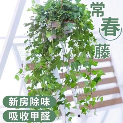 常春藤盆栽藤蔓室内垂吊兰长春藤吸甲醛爬常青藤金边绿植植物阳台