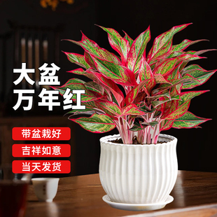 万年红盆栽花卉植物如意皇后观叶绿植当年室内好养净化空气年宵花