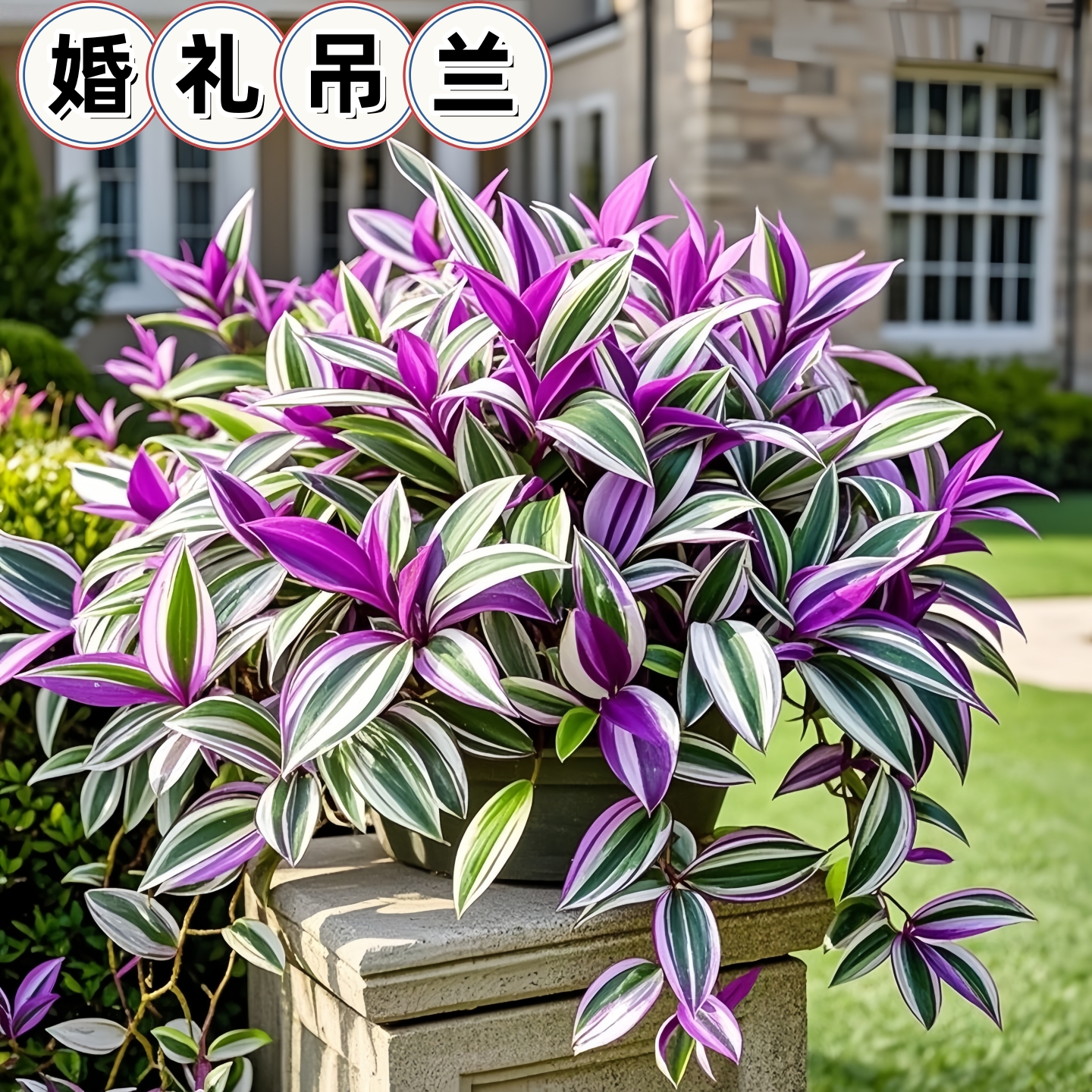 油画吊兰室内小盆栽办公室水培绿植摆件高级感客厅造景好养活四季