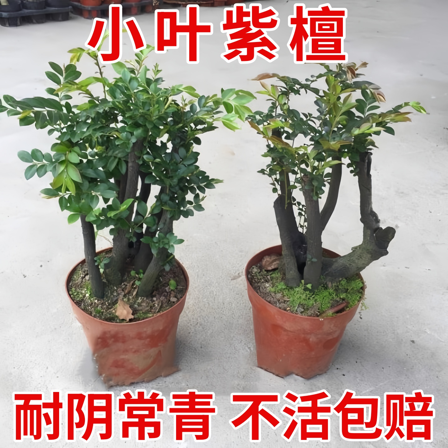 小叶紫檀盆景室内盆栽绿植花卉好养四季常青原花盆老桩树苗黑骨茶