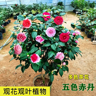 十八学士茶花盆栽树苗白底粉红