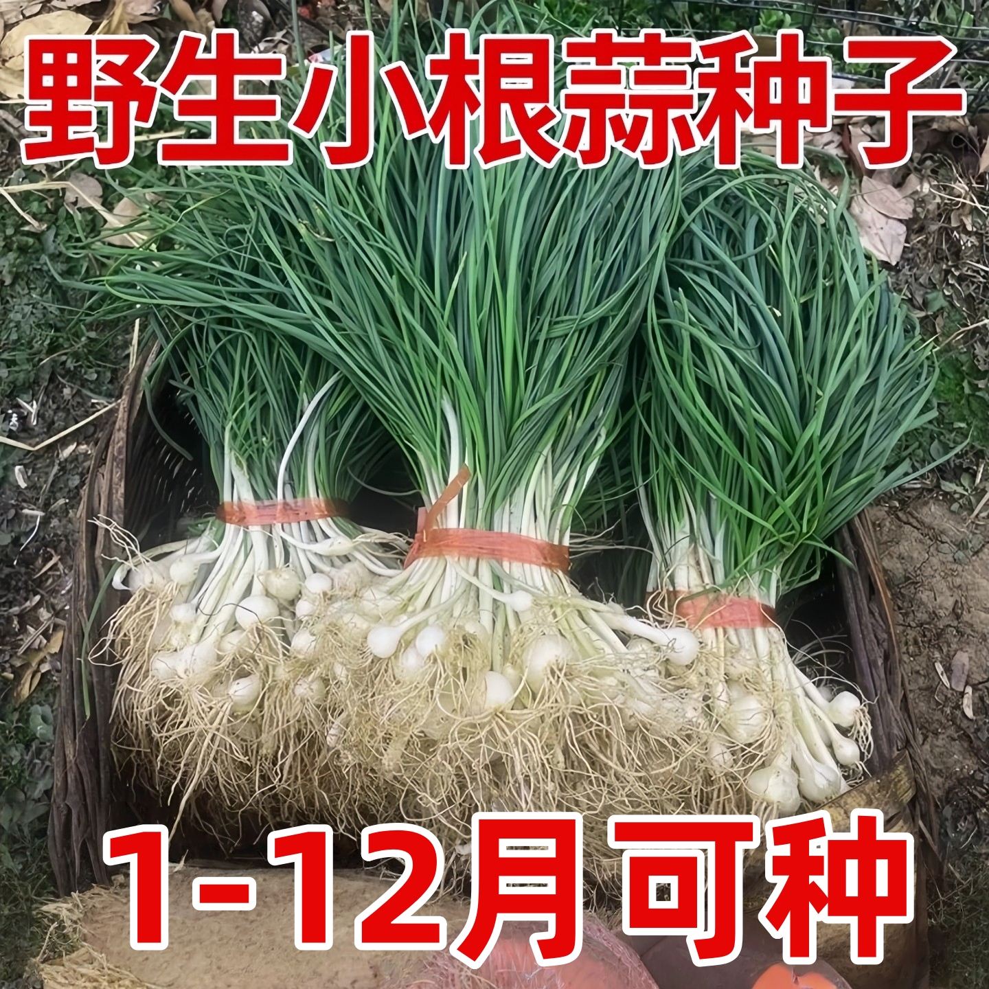 小根蒜野葱种子四季播高产野生薤白耐热庭院易活蔬菜种子阳台盆栽