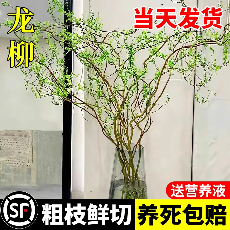 龙柳鲜枝水培植物雪柳干枝带花苞柳条枝客厅绿植花卉室内盆栽好养