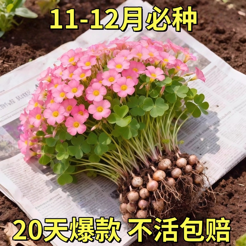 紫夜酢浆草种球种籽春植炸浆草紫色关节酢浆草种子四季早花卉盆栽