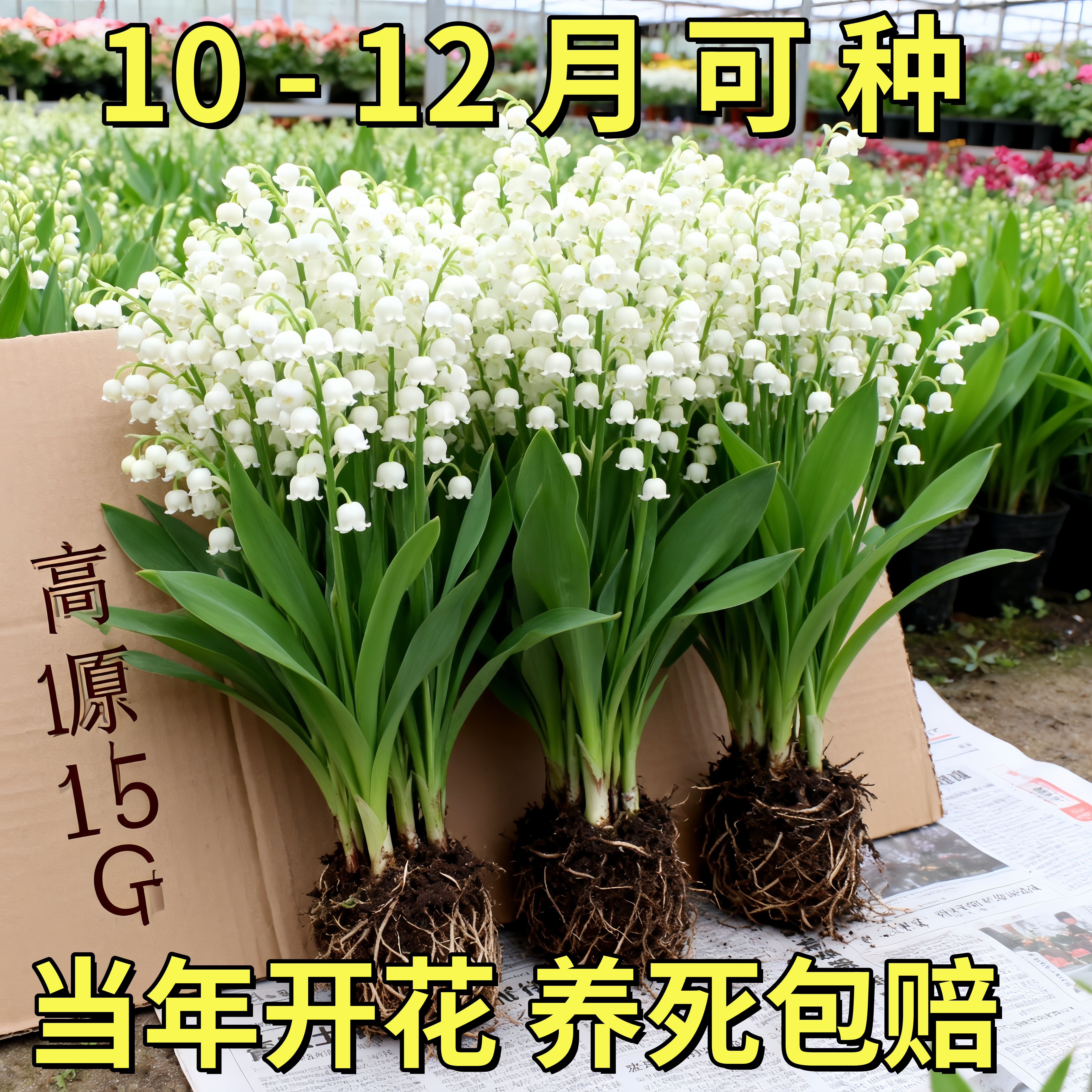 浓香型铃兰带芽花苗多年生盆栽植物花卉室内阳台耐阴植物好养易活