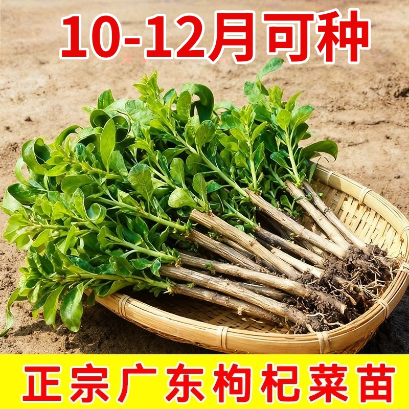 枸杞子树苗南方大叶可食用枸杞叶苗菜种植苗阳台绿植盆栽植物四季