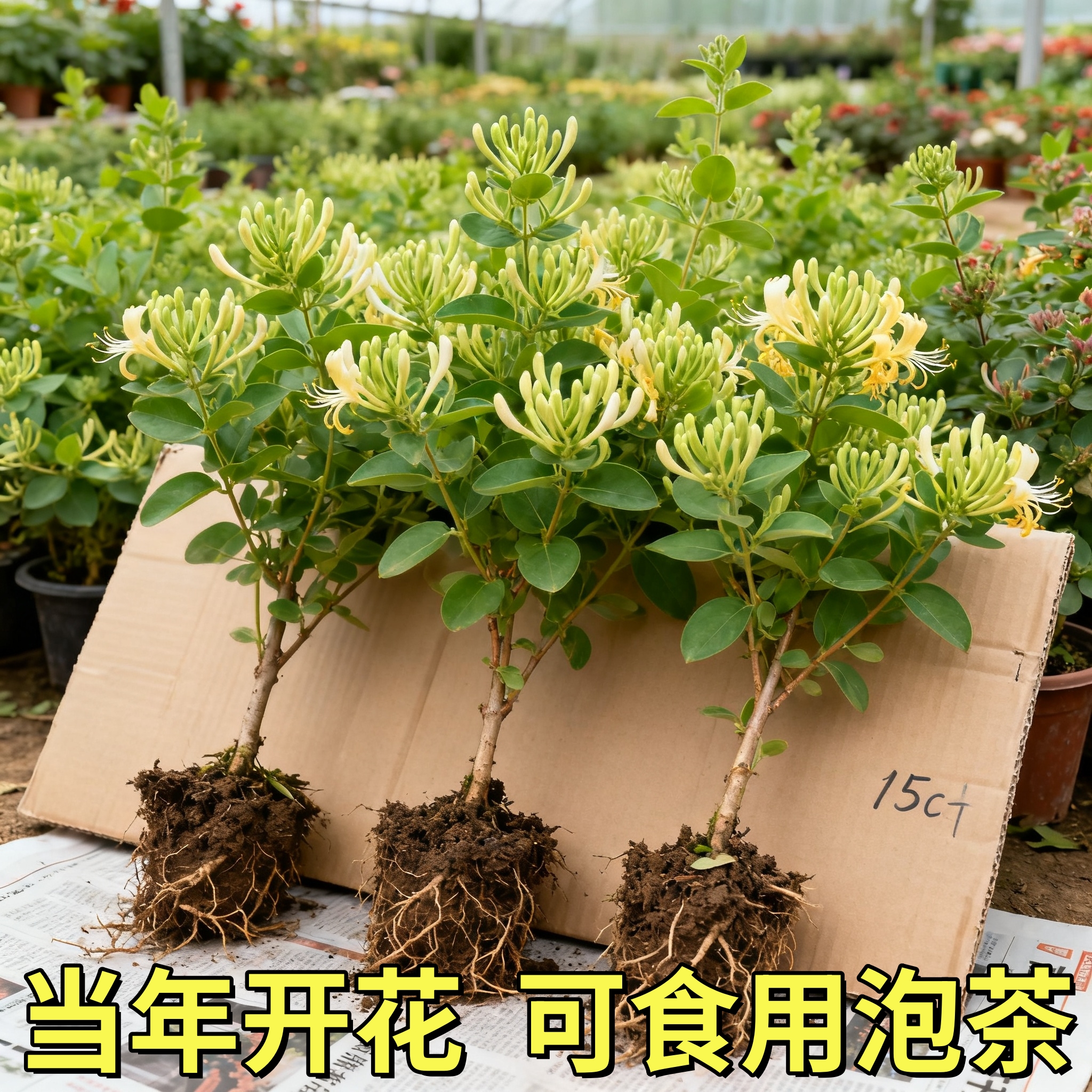 金银花树苗盆栽带花阳台庭院可观赏食用老桩四季开爬藤花卉绿植物