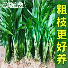 富贵竹水培植物客厅招财节节高观音竹大叶粗杆特粗带根水养绿竹