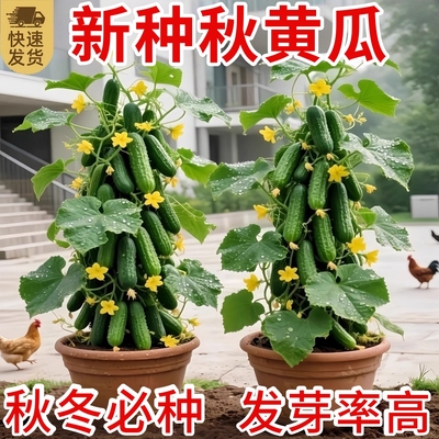 唐山秋瓜种子秋黄瓜水果黄瓜阳台小院春季秋季易播种蔬菜种子厂家