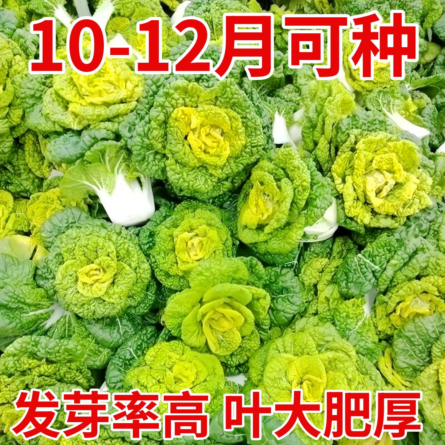 耐寒黄心乌塌菜黄心菜菊花心菜大白菜农家四季播蔬菜黄金乌