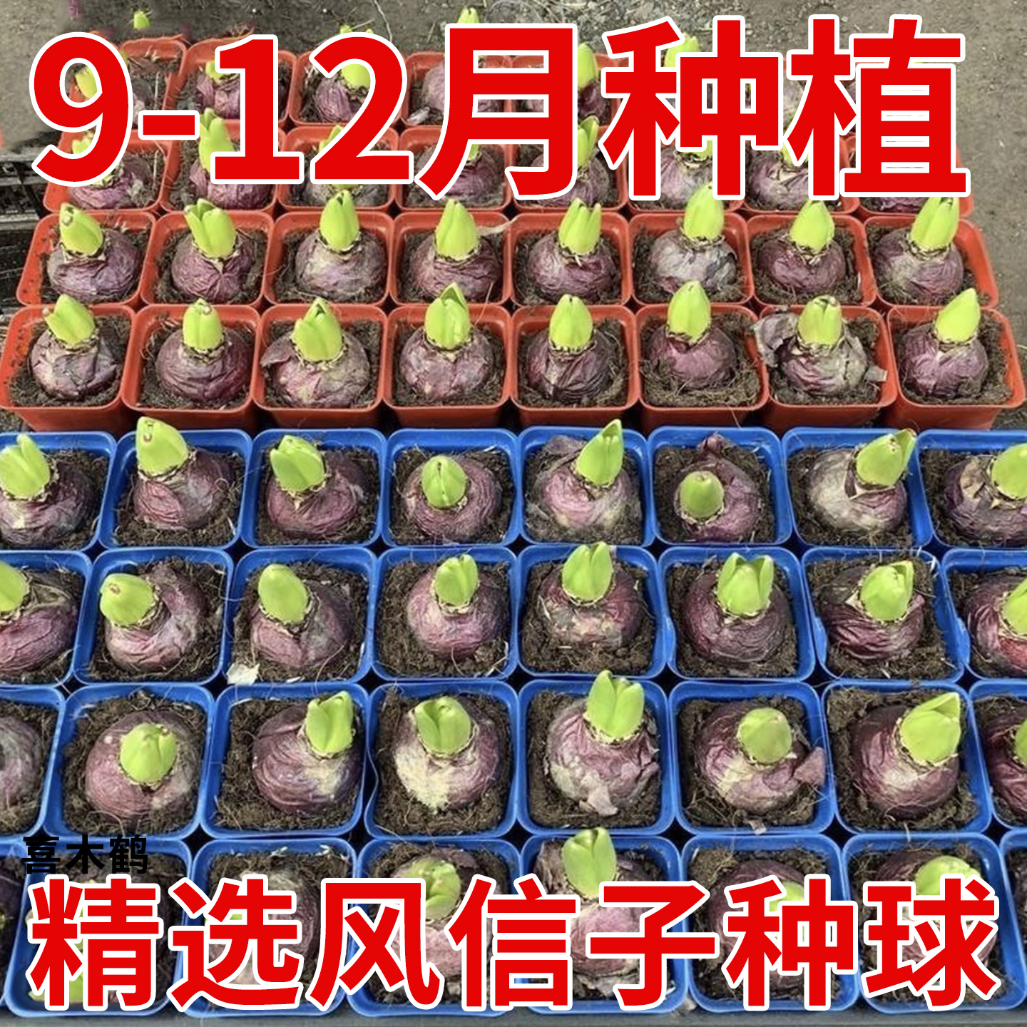 风信子种球水培套装荷兰进口四季水养花卉植物土培盆栽郁金香种子