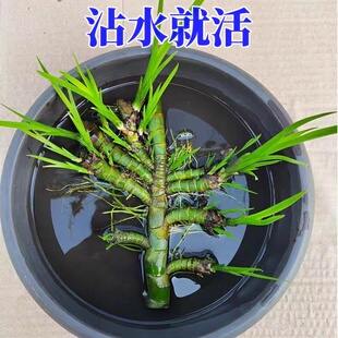 菖蒲水生植物花卉绿植水培微景观阳台龟缸水养盆栽盆景庭院绿植