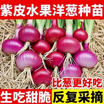洋葱种子水果洋葱秧苗籽山东紫皮洋葱红皮黄洋葱头蔬菜种种孑大全