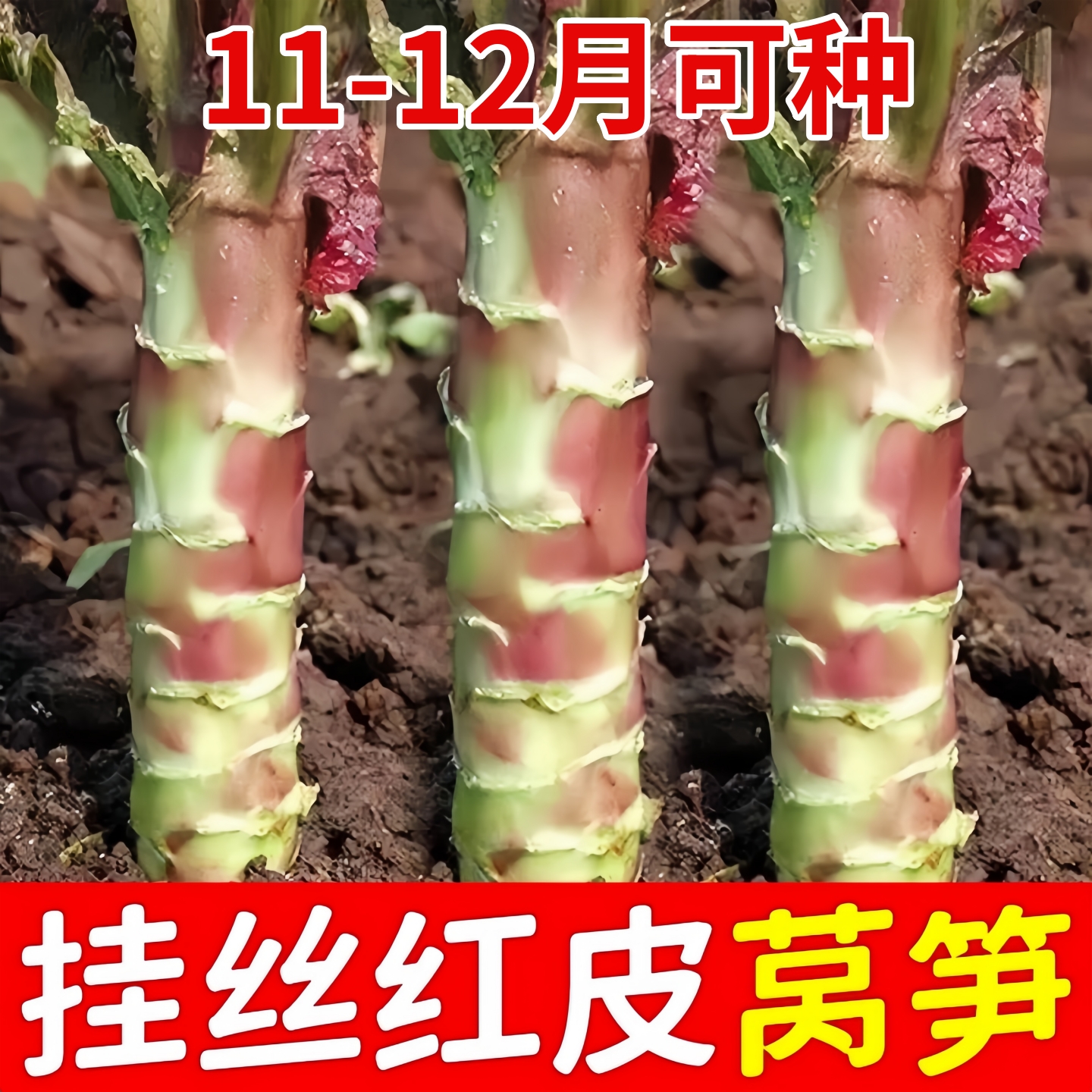 挂丝红皮莴笋种子四季耐热耐寒阳台盆栽蔬菜香莴笋种籽青皮莴笋籽