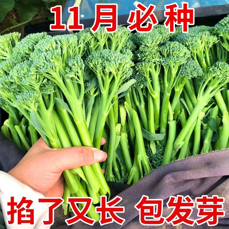 西兰苔花籽孑西兰花种子蔬菜花菜种子苗菜花秧苗花西兰花菜种籽