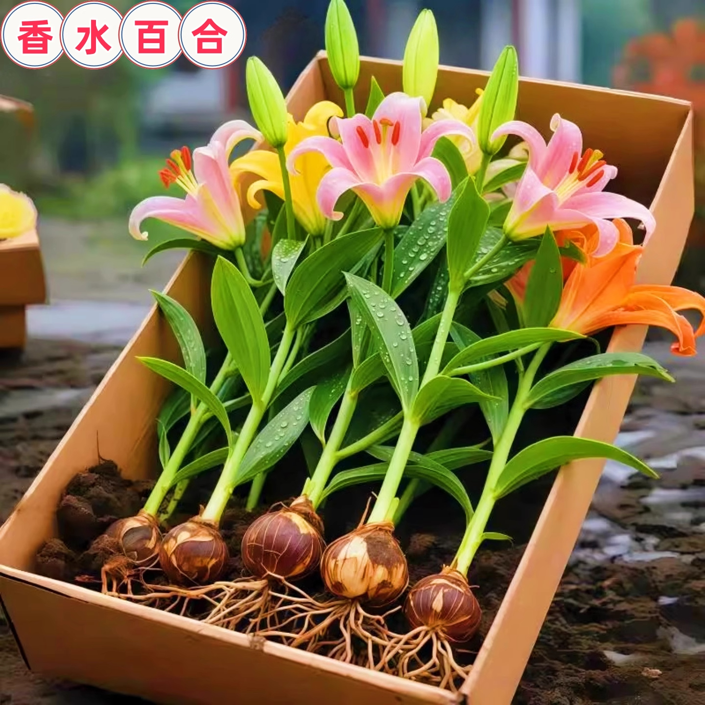 带芽发货四季种植香水百合