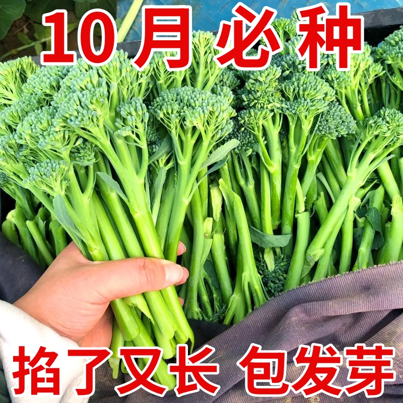 西兰苔花籽孑西兰花种子蔬菜花菜种子苗菜花秧苗花西兰花菜种籽