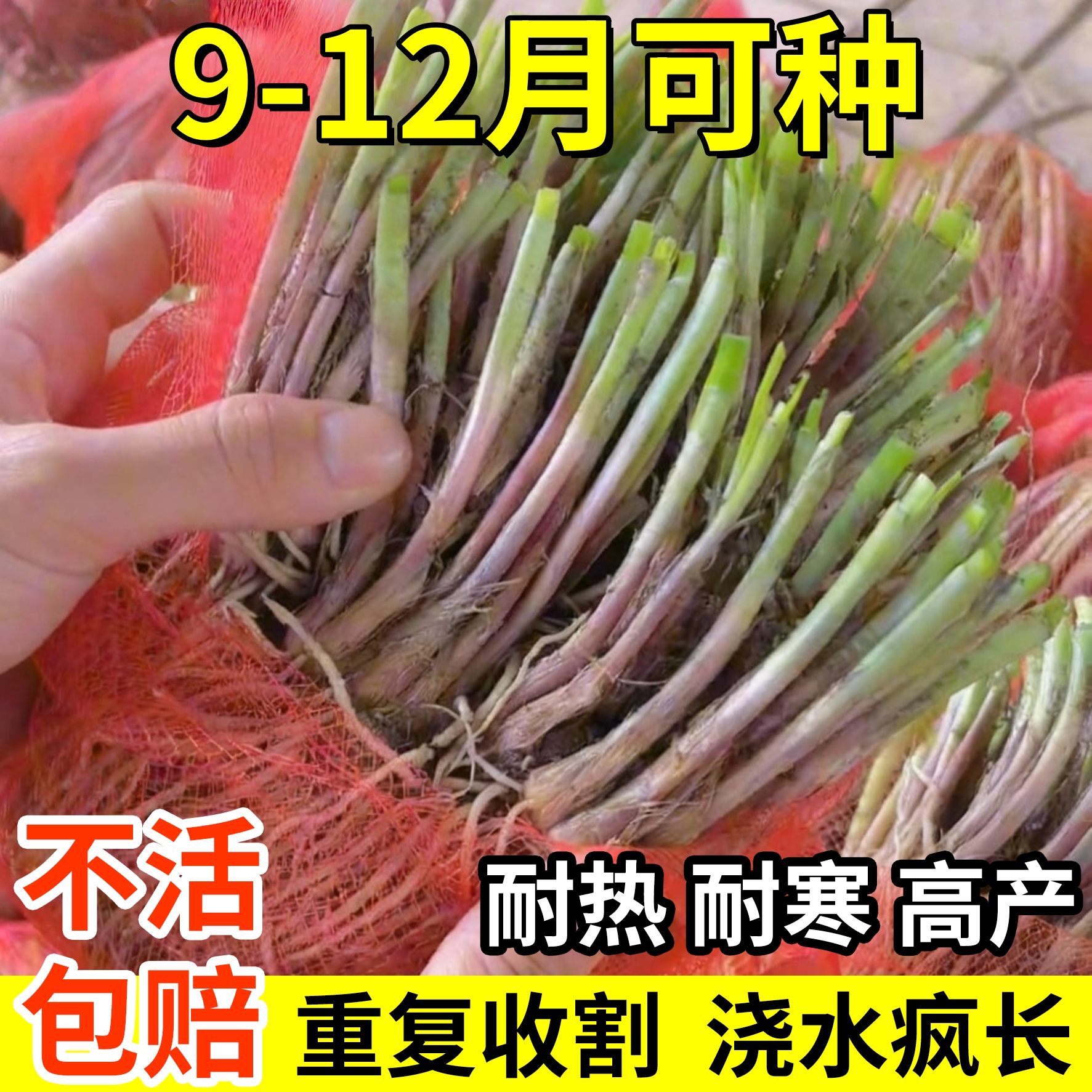 四季韭菜苗根紫根本地土红根小叶带土大叶宽叶独根红韭菜种籽寿光