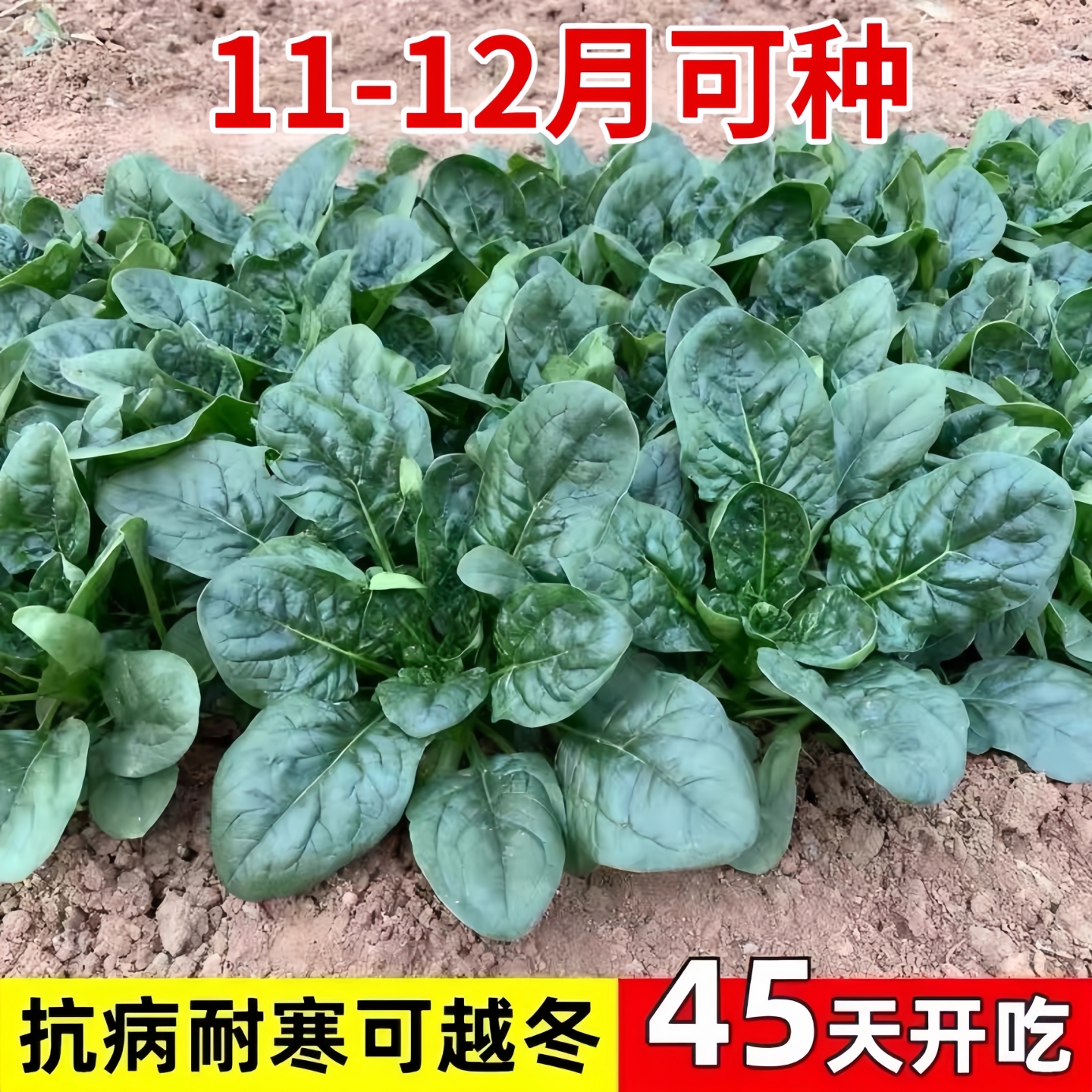 好润青趴地菠菜种子短梗大厚叶耐热耐寒爬地菠菜种籽蔬菜籽抗病