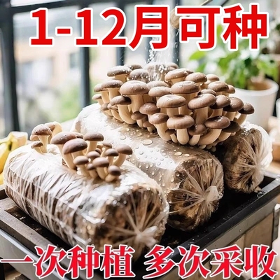 榆黄菇菌包菌种种植包菌菇种植平菇金针菇香菇家庭蘑菇种植室内