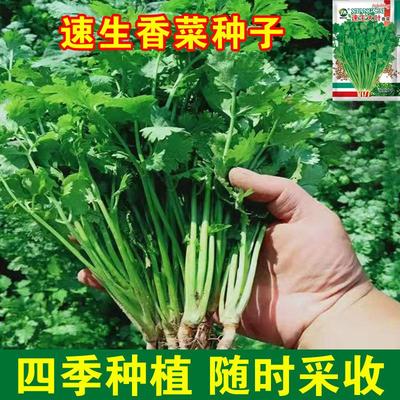 耐寒耐热香菜种子大叶芫荽阳台四季速生香菜种籽种籽农家蔬菜秋季