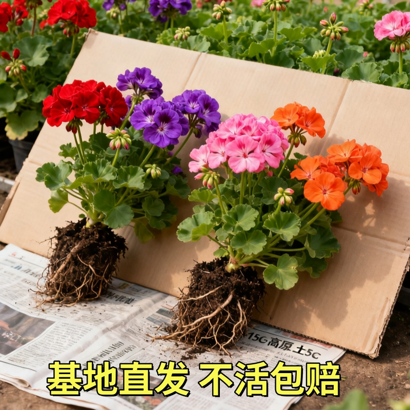 蝶梅大花天竺葵带花发货盆栽蝴重瓣当年开花阳台庭院室内客厅包邮