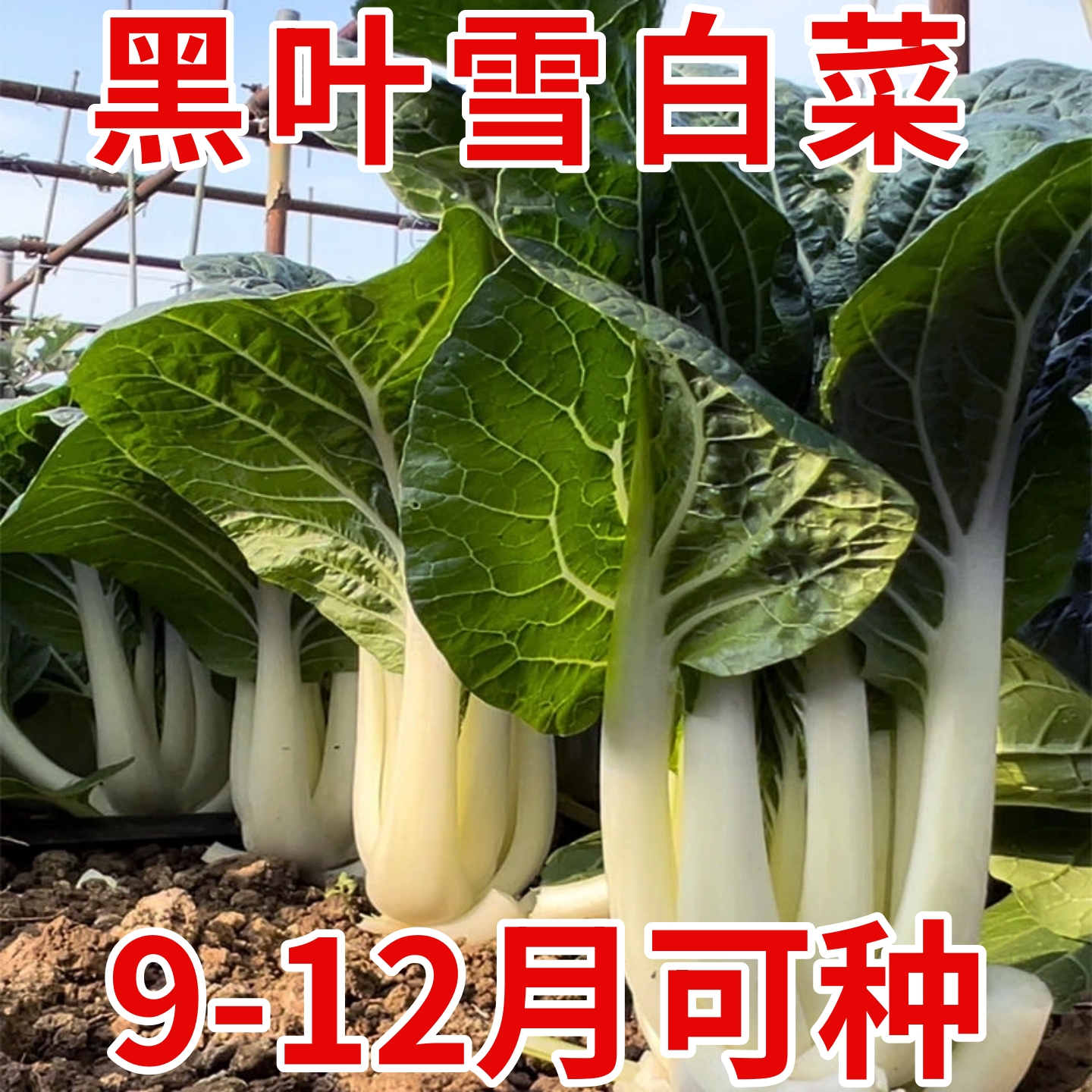 玉美人黑叶奶白菜种子黑叶白杆奶油白菜种四季阳台盆栽青菜油菜籽