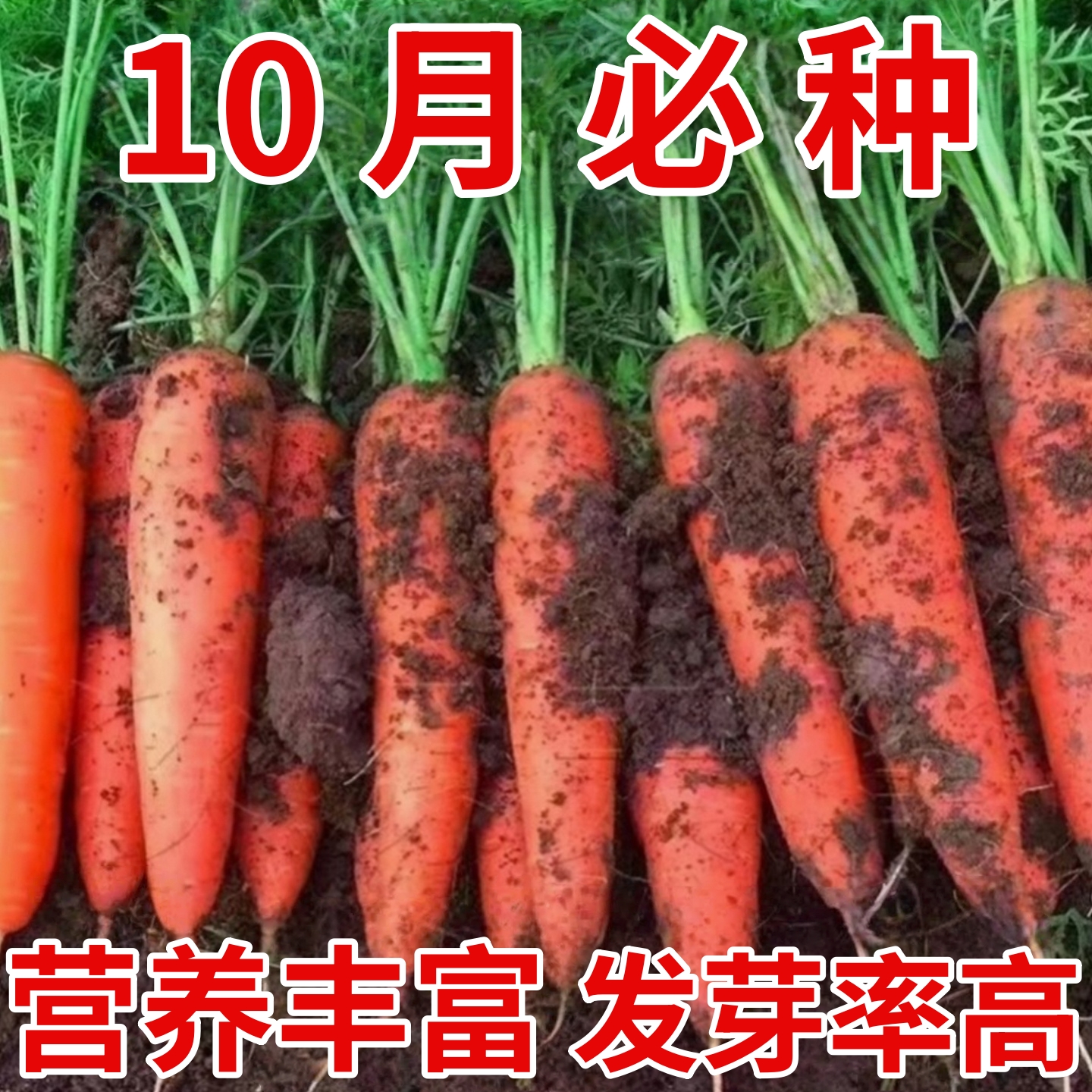 满口香里外红胡萝卜种子耐寒高产阳台盆栽三红七寸参黄胡萝卜种籽