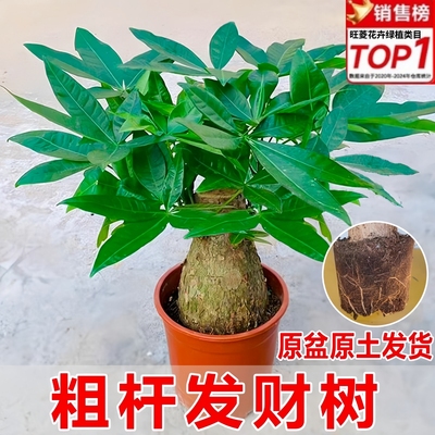 老桩发财树客厅盆栽室内大型粗杆招财树办公室绿植好养活四季常青