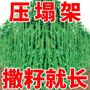 四季播摘不败高产豇豆种子绿条特长豆角春播架豆蔬菜四季豆种籽