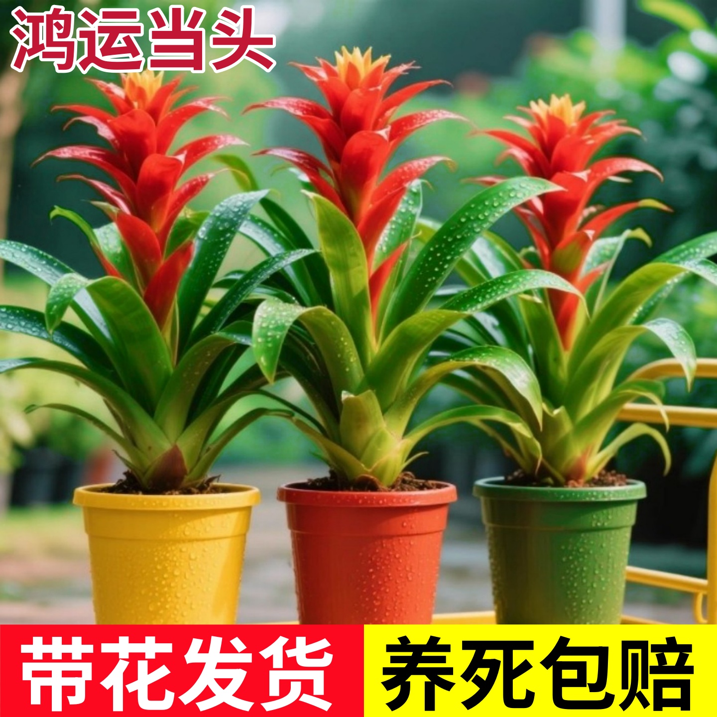 鸿运当头盆栽带花苞年宵花卉室内客厅植物办公室绿植开业喜庆花卉