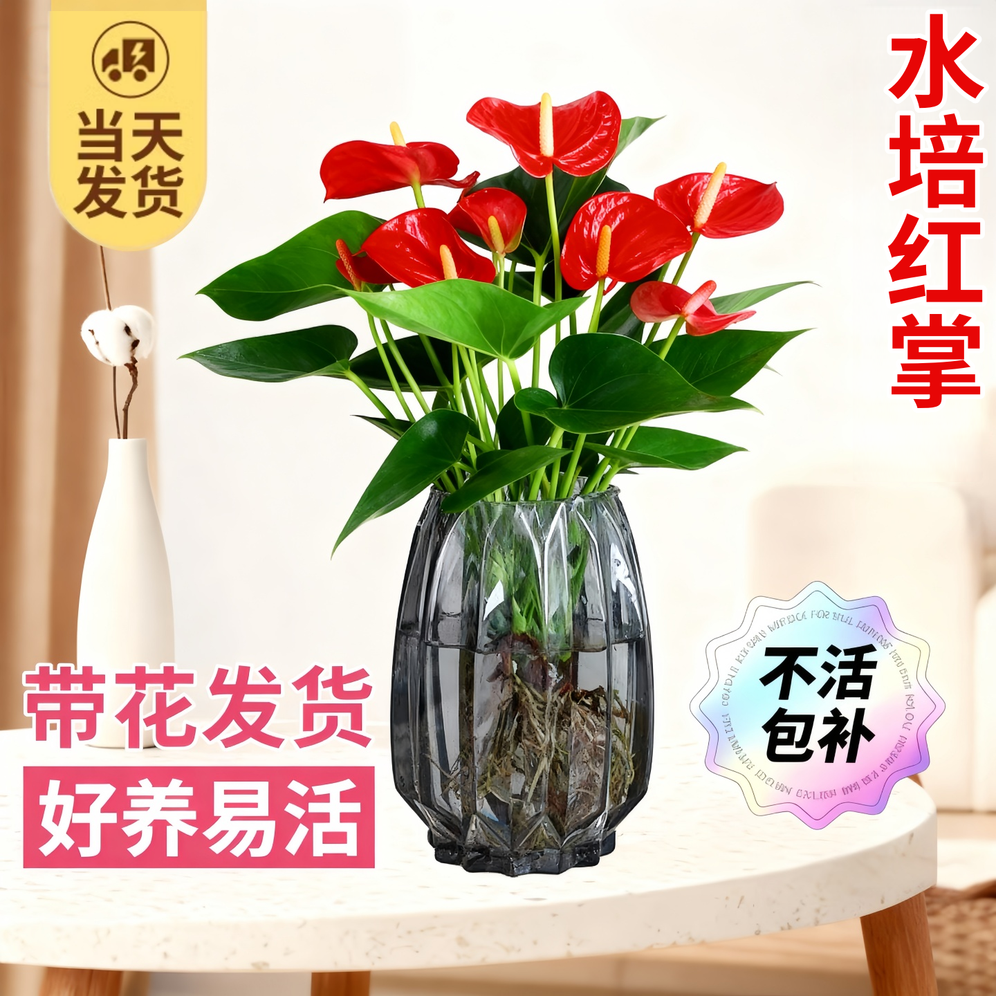 红掌水培鸿运当头带花盆栽一帆风顺花室内绿植物好养活卉开花不断