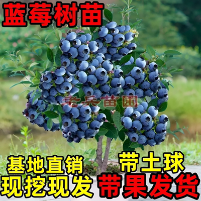 特大蓝莓树果苗盆栽地栽带果发货南北方种植奥尼尔蓝莓苗当年结果