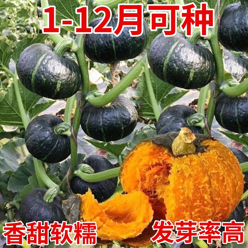 板栗贝贝南瓜籽春秋四季绿面瓜板栗味粉糯香甜栗小南瓜窝瓜籽