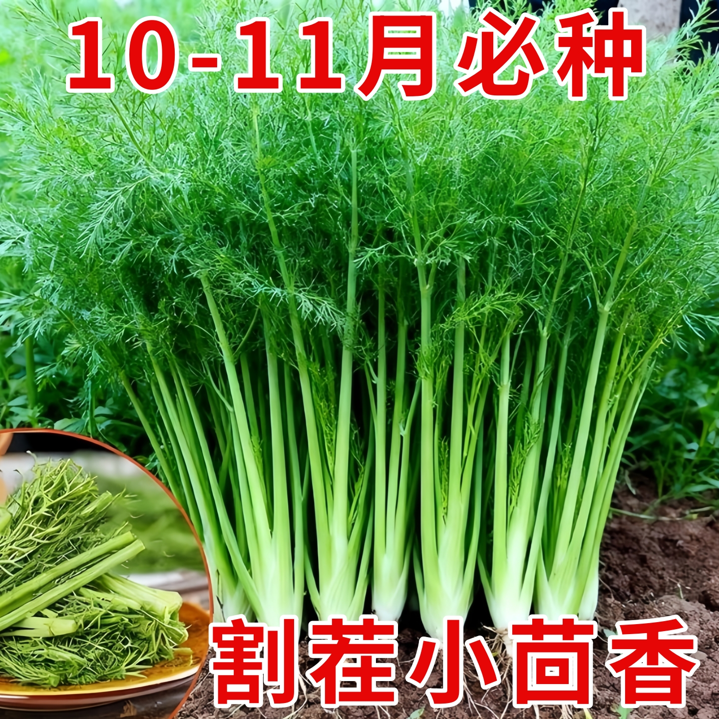 割茬茴香种子茴香种籽四季菜种子大全春夏秋季蔬菜菜种籽农家孑