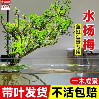 水杨梅水培老桩生态鱼缸造景绿植水草雨林水陆盆栽净化懒人植物
