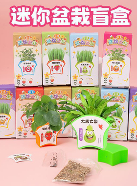 绿植小盆栽儿童diy玩具迷你种植实验小花农盲盒幼儿园奖励小礼品