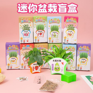 绿植小盆栽儿童diy玩具迷你种植实验小花农盲盒幼儿园奖励小礼品