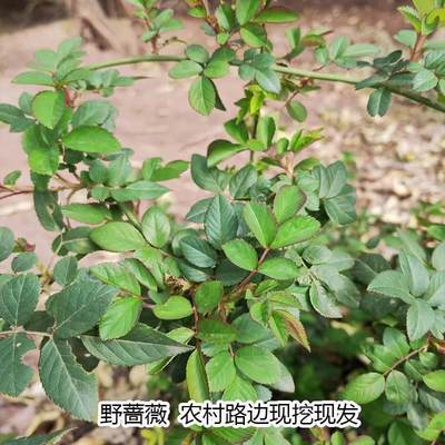 农村路边野蔷薇花卉苗木绿植盆栽盆景庭院子野生植物爬墙爬藤户外