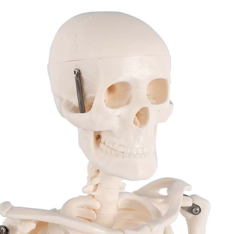 冰禹A-520人体骨骼模x型全身骨架展示教学模型85cm