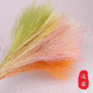 爆款永生鲁旬草云南永生花花材彩色鲁旬草diy装饰干花花束