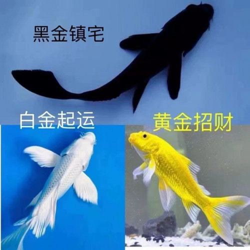 新款黑金锦鲤龙凤活鱼鱼缸金鱼活体草金耐活观赏鱼小型 淡水 好养