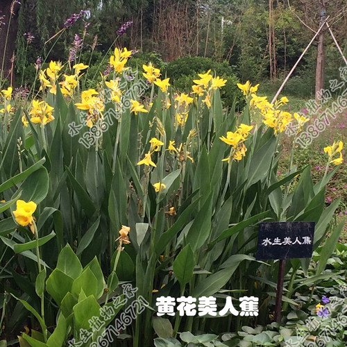 水培土培火焰f美人蕉花镜非洲日落庭院花苗水生植物湿地园林绿化